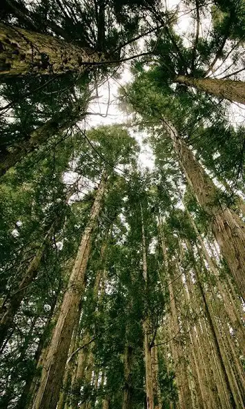 Play Wild Wallpaper  and enjoy Wild Wallpaper with UptoPlay