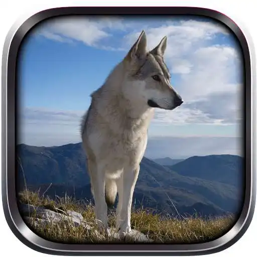 Free play online Wild Wolf Simulator 3D 2015  APK