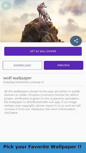 Play Wild Wolf Wallpaper 4K as an online game Wild Wolf Wallpaper 4K with UptoPlay