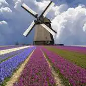 Free play online Windmill among flowers APK Free play online Windmill among flowers APK
