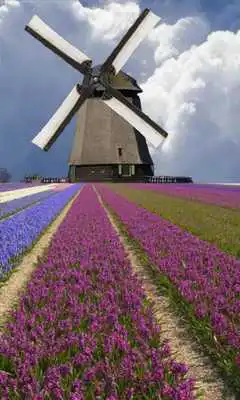 Play Windmill among flowers
