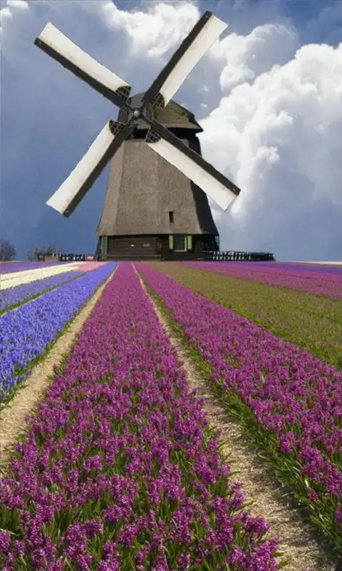 Play Windmill among flowers