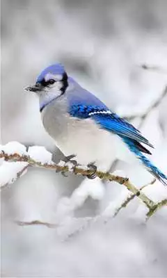 Play Winter Birds Live Wallpaper