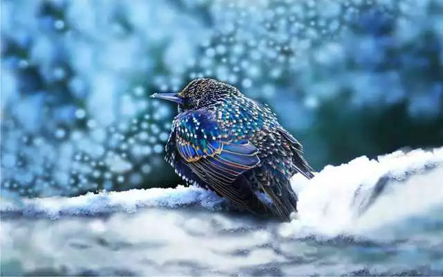 Play Winter Birds Live Wallpaper