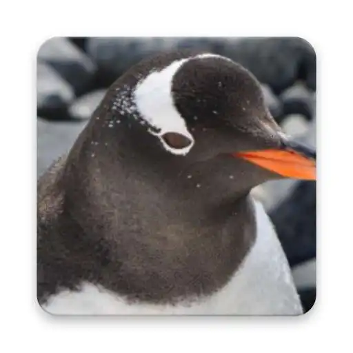Play Winter Penguin Wallpaper APK