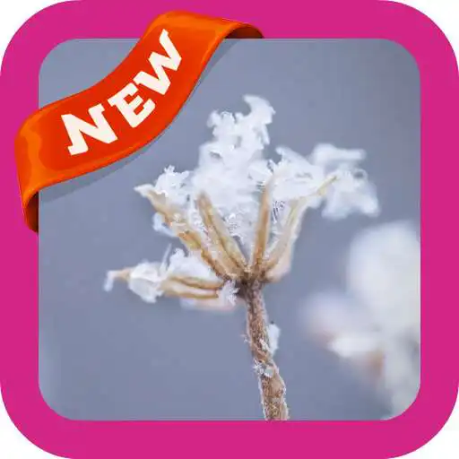 Play Winter Snowflakes Wallpaper APK Play Winter Snowflakes Wallpaper APK
