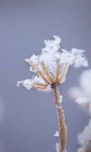 Play Winter Snowflakes Wallpaper as an online game Winter Snowflakes Wallpaper with UptoPlay