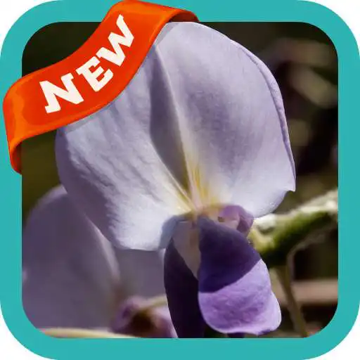 Free play online Wisteria Wallpaper APK