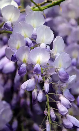 Play Wisteria Wallpaper