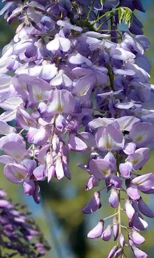 Play Wisteria Wallpaper