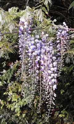 Play Wisteria Wallpaper