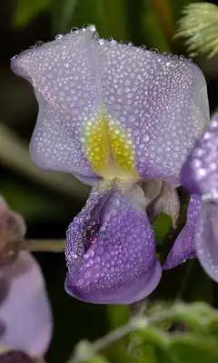 Play Wisteria Wallpaper