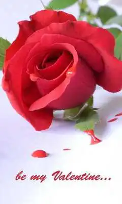 Play With love HD live wallpaper