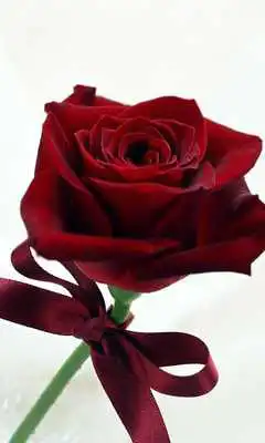 Play With love HD live wallpaper