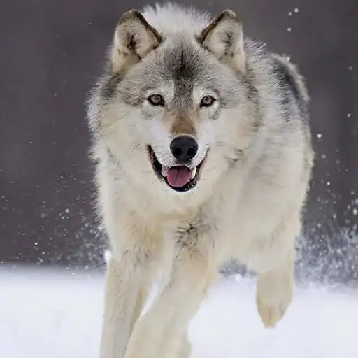 Play Wolf Dog Simulator APK