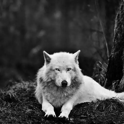 Free play online Wolf Hd Wallpaper APK Free play online Wolf Hd Wallpaper APK