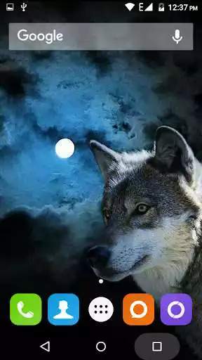 Play Wolf Hd Wallpaper