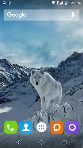 Play Wolf Hd Wallpaper