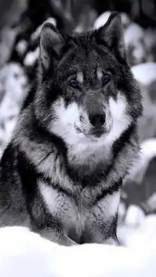 Play Wolf Hd Wallpaper