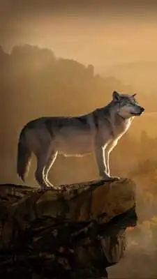 Play Wolf Hd Wallpaper