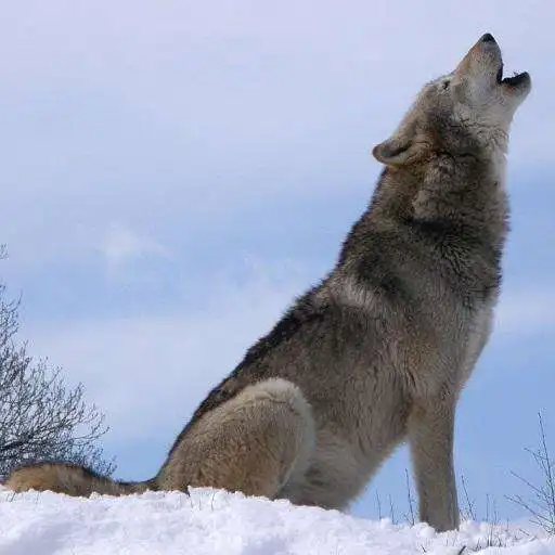 Play Wolf Howl Sound APK Play Wolf Howl Sound APK