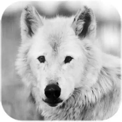 Play Wolf live wallpaper APK