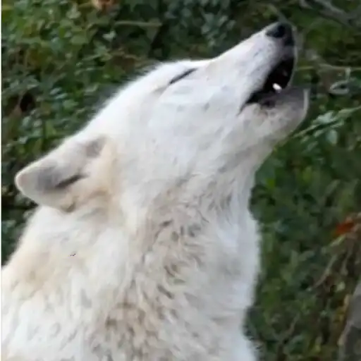 Play Wolf Live Wallpaper Pro APK Play Wolf Live Wallpaper Pro APK