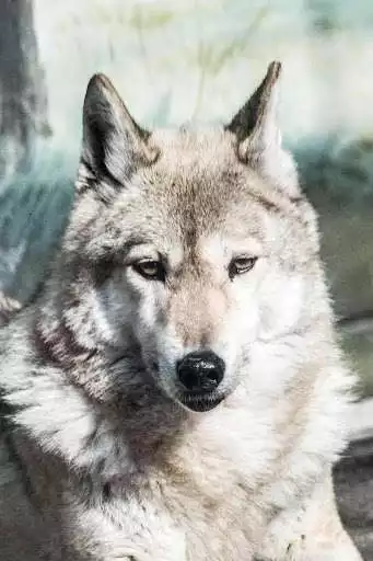 Play Wolf live wallpaper  and enjoy Wolf live wallpaper with UptoPlay