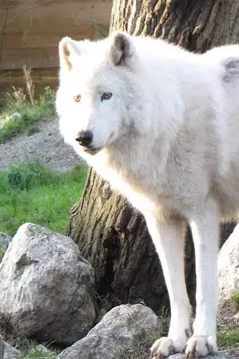 Play Wolf live wallpaper as an online game Wolf live wallpaper with UptoPlay