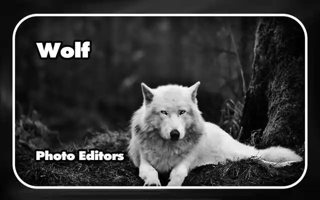 Play Wolf Photo Editors Play Wolf Photo Editors