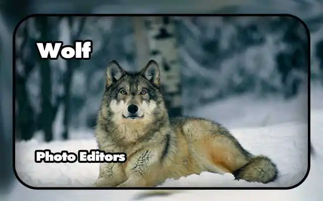 Play Wolf Photo Editors Play Wolf Photo Editors