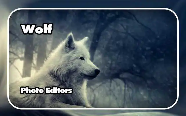 Play Wolf Photo Editors Play Wolf Photo Editors