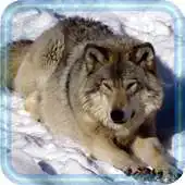 Free play online Wolf Photo HD APK