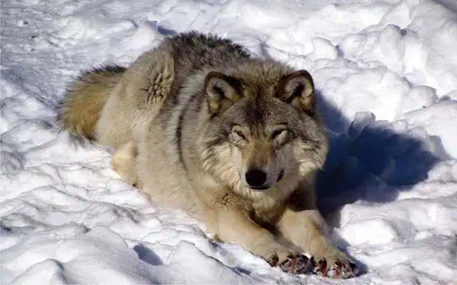 Play Wolf Photo HD