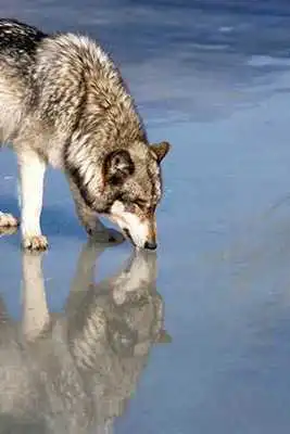 Play Wolf Puzzle
