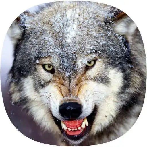 Play Wolf Ringtones APK Play Wolf Ringtones APK