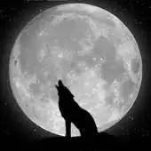 Free play online Wolfs Wallpapers APK
