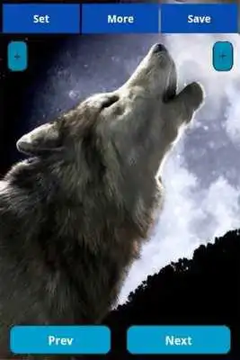 Play Wolfs Wallpapers Play Wolfs Wallpapers