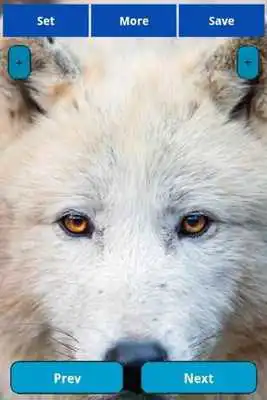 Play Wolfs Wallpapers Play Wolfs Wallpapers