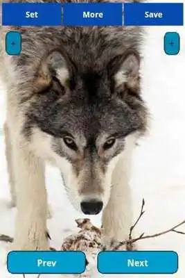 Play Wolfs Wallpapers Play Wolfs Wallpapers