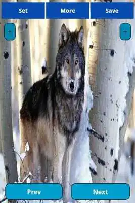 Play Wolfs Wallpapers Play Wolfs Wallpapers