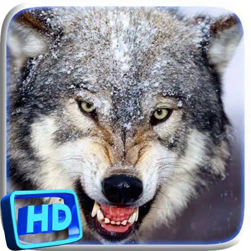 Play Wolf Video Live Wallpaper APK Play Wolf Video Live Wallpaper APK