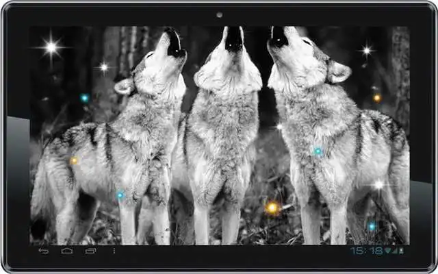 Play Wolf Voice HD live wallpaper Play Wolf Voice HD live wallpaper