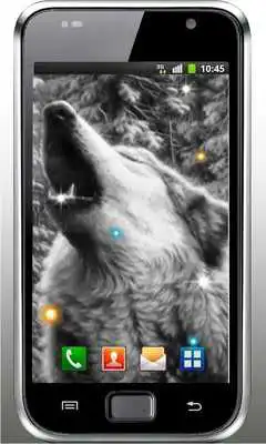 Play Wolf Voice HD live wallpaper Play Wolf Voice HD live wallpaper