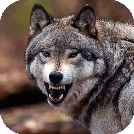 Play Wolf Wallpaper HD : backgrounds themes APK Play Wolf Wallpaper HD : backgrounds themes APK