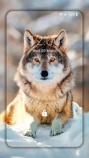Play Wolf Wallpaper HD : backgrounds  themes as an online game Wolf Wallpaper HD : backgrounds  themes with UptoPlay