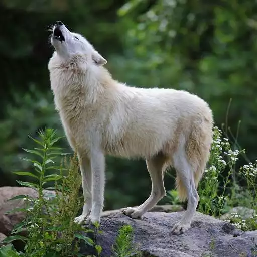 Play Wolf Wallpaper HD - group 1 APK Play Wolf Wallpaper HD - group 1 APK