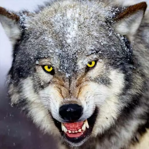Play Wolf Wallpapers APK Play Wolf Wallpapers APK