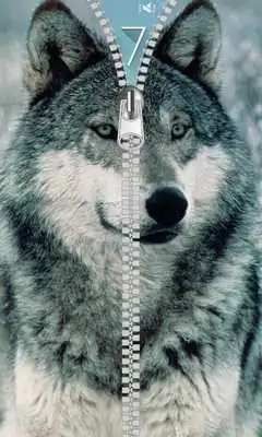 Play Wolf Zipper Lock Screen