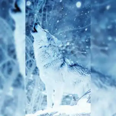 Play Wolves HD Wallpapers